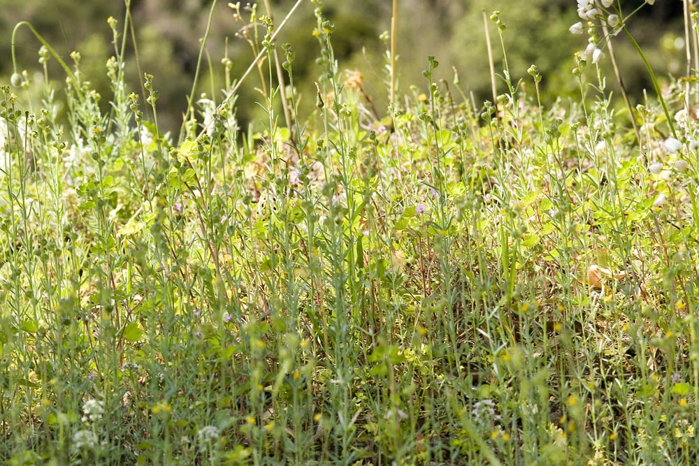 Linaria simplex